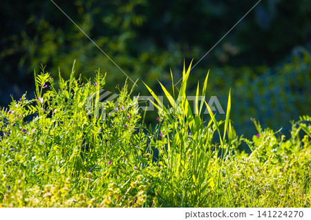 Weed Weed 141224270