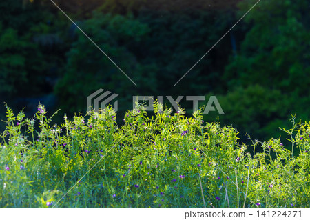 Weed Weed 141224271