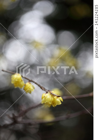 Winter jasmine flowers and sunlight filtering through the trees Winter jasmine flowers and sunlight filtering through the trees 141224285