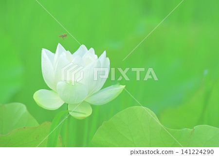 蓮花 蓮花 141224290