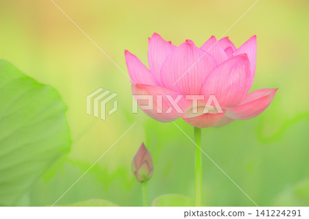 蓮花 蓮花 141224291