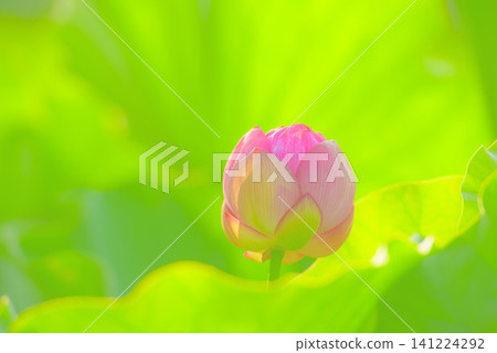 蓮花 蓮花 141224292