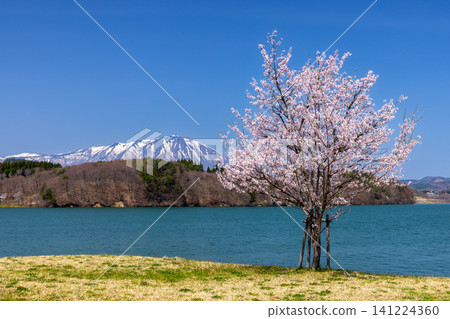 Tsunagi, Morioka City, Iwate Prefecture: A single cherry tree at the Tsunagi Ohashi South Park, facing Lake Gosho, a dam lake on the Shizukuishi River, with the lake and snow-capped Mount Iwate in the background. Tsunagi, Morioka City, Iwate Prefecture: A single cherry tree at the Tsunagi Ohashi South Park, facing Lake Gosho, a dam lake on the Shizukuishi River, with the lake and snow-capped Mount Iwate in the background. 141224360
