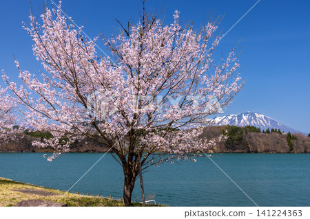 Tsunagi, Morioka City, Iwate Prefecture: A single cherry tree at the Tsunagi Ohashi South Park, facing Lake Gosho, a dam lake on the Shizukuishi River, with the lake and snow-capped Mount Iwate in the background. Tsunagi, Morioka City, Iwate Prefecture: A single cherry tree at the Tsunagi Ohashi South Park, facing Lake Gosho, a dam lake on the Shizukuishi River, with the lake and snow-capped Mount Iwate in the background. 141224363