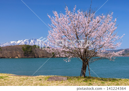 Tsunagi, Morioka City, Iwate Prefecture: A single cherry tree at the Tsunagi Ohashi South Park, facing Lake Gosho, a dam lake on the Shizukuishi River, with the lake and snow-capped Mount Iwate in the background. 141224364