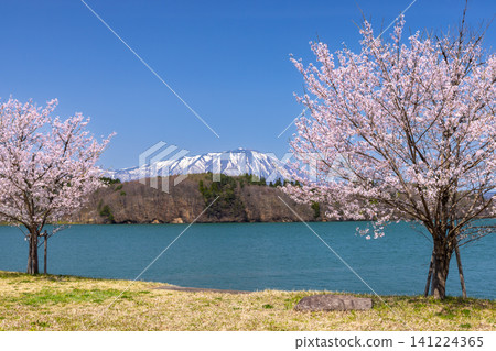 Tsunagi, Morioka City, Iwate Prefecture: A single cherry tree at the Tsunagi Ohashi South Park, facing Lake Gosho, a dam lake on the Shizukuishi River, with the lake and snow-capped Mount Iwate in the background. Tsunagi, Morioka City, Iwate Prefecture: A single cherry tree at the Tsunagi Ohashi South Park, facing Lake Gosho, a dam lake on the Shizukuishi River, with the lake and snow-capped Mount Iwate in the background. 141224365