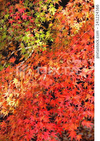 Momiji autumn leaves Momiji autumn leaves 141224366