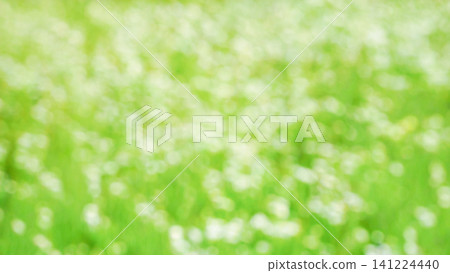 夏季野花,燈盞花,色彩繽紛。 夏季野花,燈盞花,色彩繽紛。 141224440