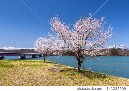 Tsunagi, Morioka City, Iwate Prefecture: Tsunagi Ohashi South Park, Te-tsunagi Plaza, facing Lake Gosho, a dam lake on the Shizukuishi River, with cherry blossoms in the background of the lake and snow-capped mountains. Tsunagi, Morioka City, Iwate Prefecture: Tsunagi Ohashi South Park, Te-tsunagi Plaza, facing Lake Gosho, a dam lake on the Shizukuishi River, with cherry blossoms in the background of the lake and snow-capped mountains. 141224509