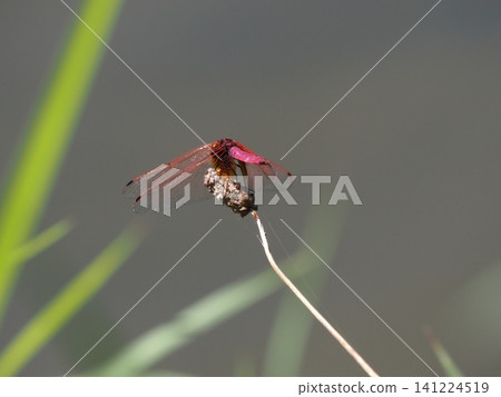 A red dragonfly perched on a blade of grass. A red dragonfly perched on a blade of grass. 141224519