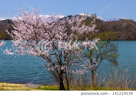 Tsunagi, Morioka City, Iwate Prefecture: Tsunagi Ohashi South Park, Te-tsunagi Plaza, facing Lake Gosho, a dam lake on the Shizukuishi River, with cherry blossoms in the background of the lake and snow-capped mountains. Tsunagi, Morioka City, Iwate Prefecture: Tsunagi Ohashi South Park, Te-tsunagi Plaza, facing Lake Gosho, a dam lake on the Shizukuishi River, with cherry blossoms in the background of the lake and snow-capped mountains. 141224539