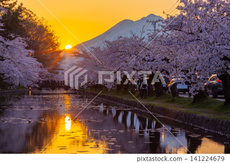 Hirosaki Park, Shimoshirogane-cho, Hirosaki City, Aomori Prefecture: A sunset view of the fully bloomed Somei Yoshino cherry trees along the outer moat of Hirosaki Castle and the snow-capped Mt. Iwaki. Hirosaki Park, Shimoshirogane-cho, Hirosaki City, Aomori Prefecture: A sunset view of the fully bloomed Somei Yoshino cherry trees along the outer moat of Hirosaki Castle and the snow-capped Mt. Iwaki. 141224679