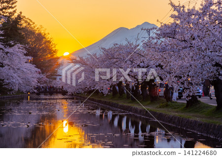 Hirosaki Park, Shimoshirogane-cho, Hirosaki City, Aomori Prefecture: A sunset view of the fully bloomed Somei Yoshino cherry trees along the outer moat of Hirosaki Castle and the snow-capped Mt. Iwaki. 141224680