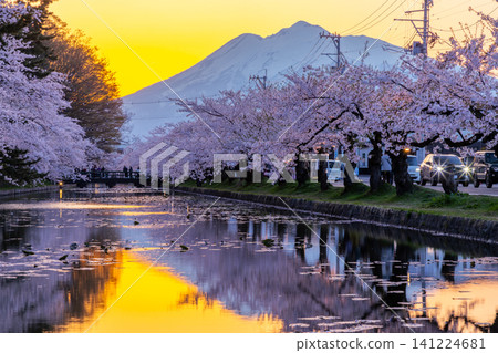 青森縣弘前市下白金町弘前公園：弘前城外護城河畔盛開的染井吉野櫻花和白雪皚皚的磐山，在夕陽的映襯下顯得格外美麗。 141224681
