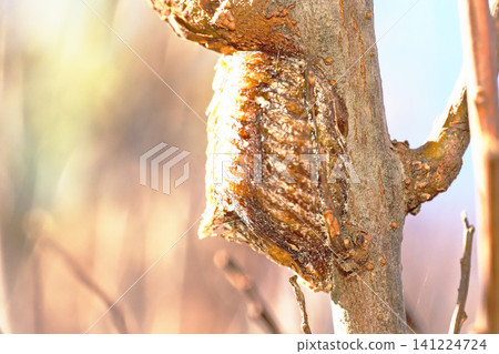 Bell-bellied praying mantis eggs Bell-bellied praying mantis eggs 141224724