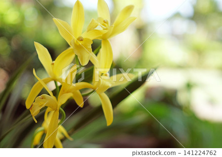 yellow orchid flowers blooming in a lush garden, showcasing the elegance and natural beauty of one of the world's most admired ornamental plants. This image is ideal for gardening blogs yellow orchid flowers blooming in a lush garden, showcasing the elegance and natural beauty of one of the world's most admired ornamental plants. This image is ideal for gardening blogs 141224762