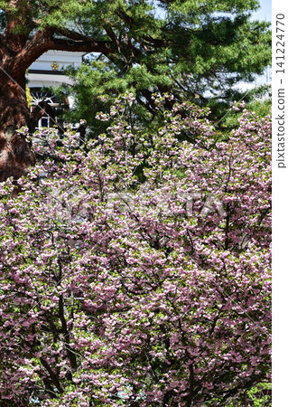 Oyama Shrine where chrysanthemum cherry blossoms are in bloom Oyama Shrine where chrysanthemum cherry blossoms are in bloom 141224770