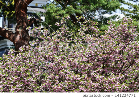 Oyama Shrine where chrysanthemum cherry blossoms are in bloom Oyama Shrine where chrysanthemum cherry blossoms are in bloom 141224771