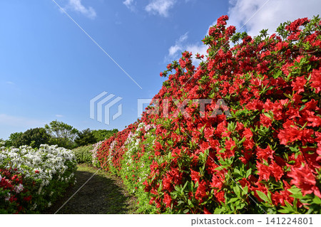 Daijoji Kyuryo Park where azaleas are in full bloom Daijoji Kyuryo Park where azaleas are in full bloom 141224801