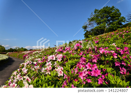 Daijoji Kyuryo Park where azaleas are in full bloom Daijoji Kyuryo Park where azaleas are in full bloom 141224807
