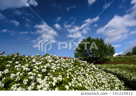 Daijoji Kyuryo Park where azaleas are in full bloom Daijoji Kyuryo Park where azaleas are in full bloom 141224812