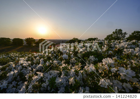 杜鵑花盛開的大乘寺九靈公園 杜鵑花盛開的大乘寺九靈公園 141224820