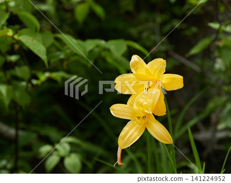 A scene of yellow flowers in full bloom at Kurobe-daira, part of the Tateyama Kurobe Alpine Route, a popular summer tourist spot. A scene of yellow flowers in full bloom at Kurobe-daira, part of the Tateyama Kurobe Alpine Route, a popular summer tourist spot. 141224952