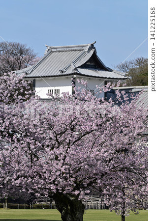 金澤城公園櫻花盛開 141225168