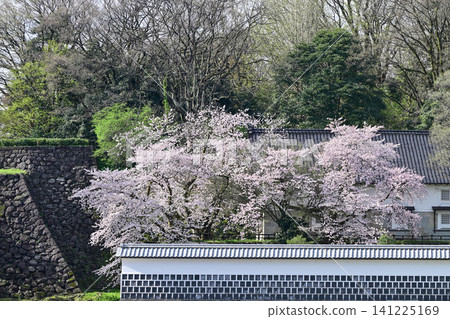 金澤城公園櫻花盛開 金澤城公園櫻花盛開 141225169