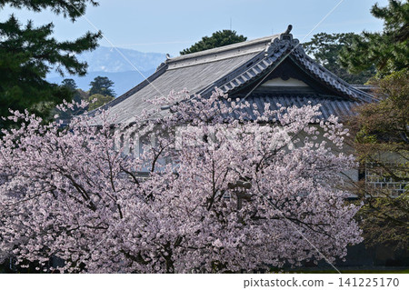 金澤城公園櫻花盛開 金澤城公園櫻花盛開 141225170