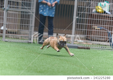French Bulldogs playing in the dog park after the rain French Bulldogs playing in the dog park after the rain 141225280