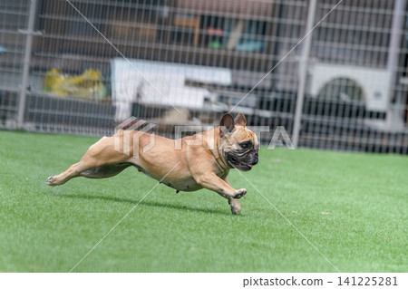 French Bulldogs playing in the dog park after the rain French Bulldogs playing in the dog park after the rain 141225281