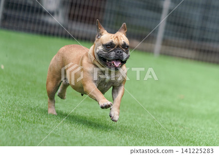 French Bulldogs playing in the dog park after the rain 141225283