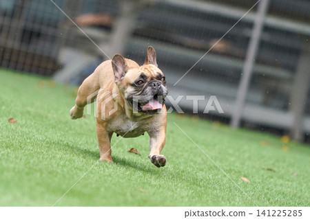 French Bulldogs playing in the dog park after the rain French Bulldogs playing in the dog park after the rain 141225285