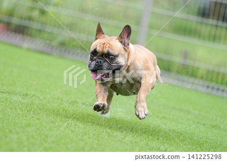 French Bulldogs playing in the dog park after the rain French Bulldogs playing in the dog park after the rain 141225298