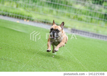 French Bulldogs playing in the dog park after the rain 141225308