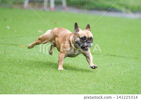 French Bulldogs playing in the dog park after the rain French Bulldogs playing in the dog park after the rain 141225314