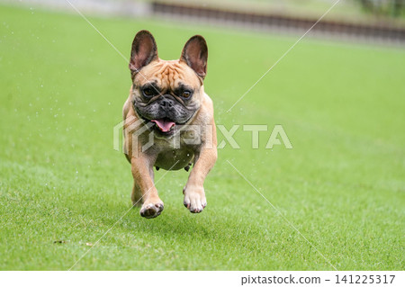 雨後，法國鬥牛犬在狗公園玩耍 141225317