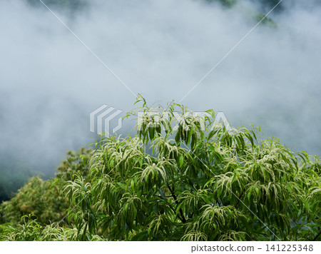 A mountain landscape in the tourist area of Okuhida on a rainy summer day. A mountain landscape in the tourist area of Okuhida on a rainy summer day. 141225348