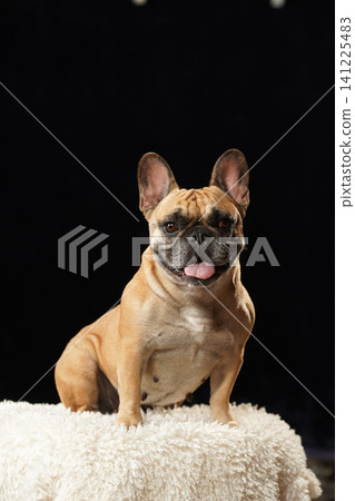 法國鬥牛犬的影棚肖像照,背景為黑色 法國鬥牛犬的影棚肖像照,背景為黑色 141225483