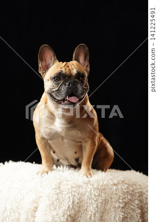 Studio portrait of a French Bulldog against a black background Studio portrait of a French Bulldog against a black background 141225491