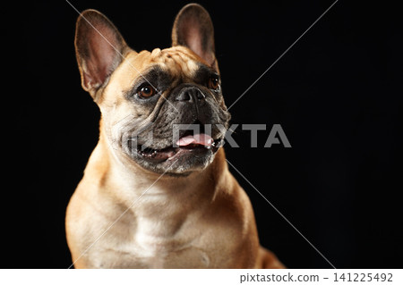 Studio portrait of a French Bulldog against a black background Studio portrait of a French Bulldog against a black background 141225492