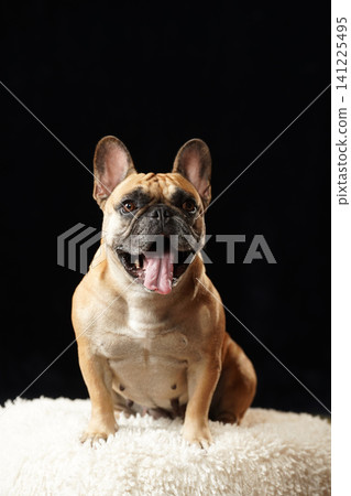 Studio portrait of a French Bulldog against a black background 141225495