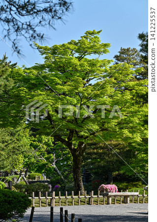 春日兼六園綠意盎然,景色宜人。 春日兼六園綠意盎然,景色宜人。 141225537