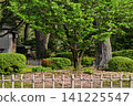 The beautiful springtime of the chrysanthemum-shaped cherry blossoms in Kenrokuen Garden 141225547