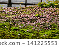 The beautiful springtime of the chrysanthemum-shaped cherry blossoms in Kenrokuen Garden 141225553