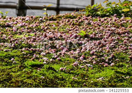 The beautiful springtime of the chrysanthemum-shaped cherry blossoms in Kenrokuen Garden The beautiful springtime of the chrysanthemum-shaped cherry blossoms in Kenrokuen Garden 141225553