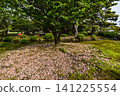 The beautiful springtime of the chrysanthemum-shaped cherry blossoms in Kenrokuen Garden 141225554