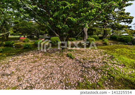 兼六園的菊花狀櫻花在春天盛開,美不勝收。 兼六園的菊花狀櫻花在春天盛開,美不勝收。 141225554