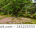 The beautiful springtime of the chrysanthemum-shaped cherry blossoms in Kenrokuen Garden 141225555